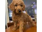 Goldendoodle Puppy for sale in Croton On Hudson, NY, USA