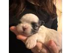 Mal-Shi Puppy for sale in Palmdale, CA, USA