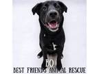 Adopt Bo a Labrador Retriever