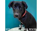 Adopt Bo a Labrador Retriever