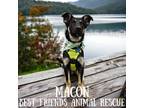 Adopt Macon a German Shepherd Dog