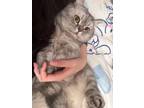 Adopt Changa 2 yrs a British Shorthair