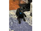 Adopt Zack a Black Labrador Retriever