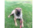 Adopt Max a Shar-Pei