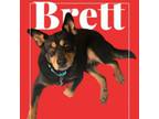 Adopt Brett a German Shepherd Dog, Rottweiler