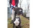 Adopt Osvaldo a Pit Bull Terrier, Mixed Breed