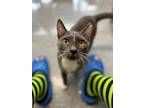 Adopt Astaire a Domestic Short Hair