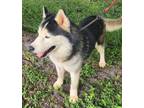 Adopt Noah a Alaskan Malamute