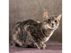 Adopt Leo a Domestic Short Hair, Tabby