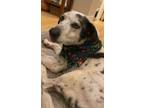 Adopt Blue Bear a Catahoula Leopard Dog