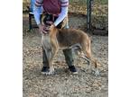 Adopt Boo-boo a Belgian Shepherd / Malinois