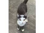 Adopt Remy a Domestic Short Hair