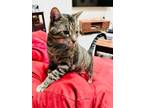 Adopt Charlie a Tabby