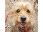 Adopt OBI a Yorkshire Terrier, Corgi