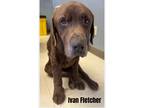 Adopt Ivan Fletcher a Chocolate Labrador Retriever