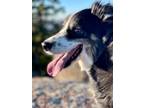 Adopt Bodi a Australian Shepherd