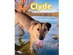 Adopt Clyde a Black Mouth Cur