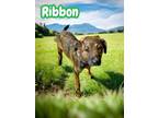 Adopt Ribbon a Plott Hound