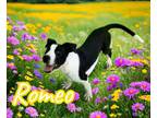 Adopt Romeo a Black Labrador Retriever, Great Dane