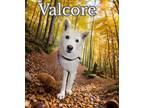 Adopt Valcor a Husky