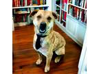 Adopt Jingle (Buster) a Black Mouth Cur