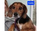 Adopt Freddy a Beagle