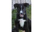 Adopt Max a Border Collie