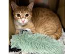 Adopt Harry a Domestic Short Hair