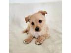 Maltipoo Puppy for sale in West Covina, CA, USA
