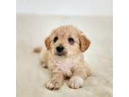 Maltipoo Puppy for sale in West Covina, CA, USA
