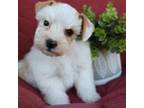Schnauzer (Miniature) Puppy for sale in Salado, TX, USA