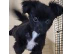 Shiranian Puppy for sale in Oxford, WI, USA