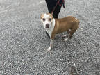 Adopt Shiner a Tan/Yellow/Fawn American Pit Bull Terrier / Mixed dog in
