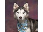 Adopt Darla a Gray/Blue/Silver/Salt & Pepper Husky / Mixed dog in Caldwell