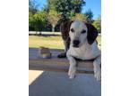 Adopt Bogart a Mixed Breed (Medium) / Mixed dog in Ocala, FL (38278428)