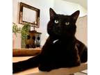 Adopt Corporal Coconut a All Black Domestic Shorthair / Mixed cat in Austin