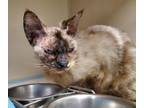 Adopt Elena a Tan or Fawn Siamese / Domestic Shorthair / Mixed cat in E.