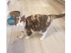 Adopt Sasha (FIV+) a Calico or Dilute Calico Domestic Shorthair (short coat) cat