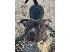 Adopt Bounce a Black American Pit Bull Terrier / Mixed dog in Chesapeake