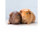 Adopt Albert a Brown or Chocolate Guinea Pig / Guinea Pig / Mixed small animal