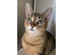 Adopt Patsy a Domestic Shorthair / Mixed (short coat) cat in Lagrange