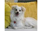 Adopt LEO THE LION a White Pomeranian / Mixed dog in North Hollywood