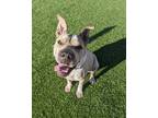 Adopt Leon a Tan/Yellow/Fawn Shar Pei / Mixed dog in Scottsdale, AZ (36080306)