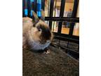 Adopt Beezy a American Sable / Mixed rabbit in Philadelphia, PA (36080932)