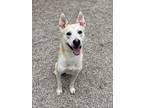 Adopt Maverick a White Husky / Mixed dog in Fort Worth, TX (38294984)