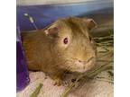 Adopt Sriracha-- Bonded Buddy With Piri Piri And Wasabi a Guinea Pig small