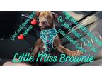 Adopt Brownie a Brown/Chocolate - with White Pit Bull Terrier / Mixed dog in