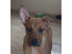 Adopt Athena a Brown/Chocolate - with Black German Pinscher / Jack Russell