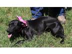 Adopt Donna a Black Labrador Retriever / Whippet / Mixed dog in Bandera