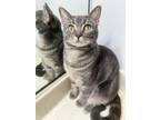 Adopt Tofu (In Foster Home) a Gray or Blue Domestic Shorthair / Mixed Breed